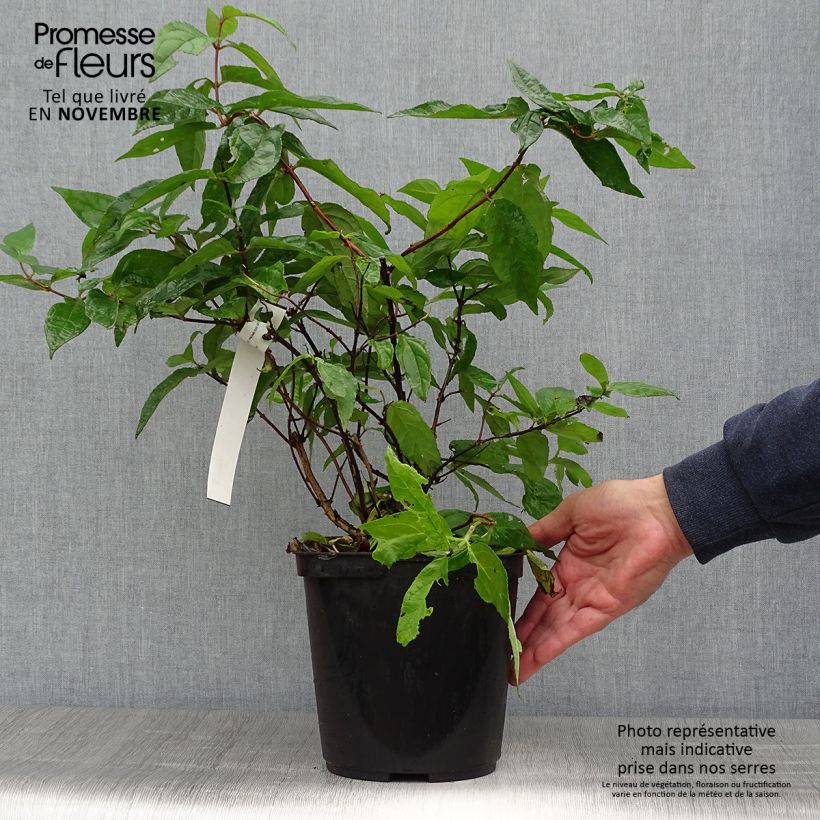 Exemplaar van Deutzia Raspberry Sundae - Bruidsbloem Pot van 3 l/4 l zoals geleverd in de herfst