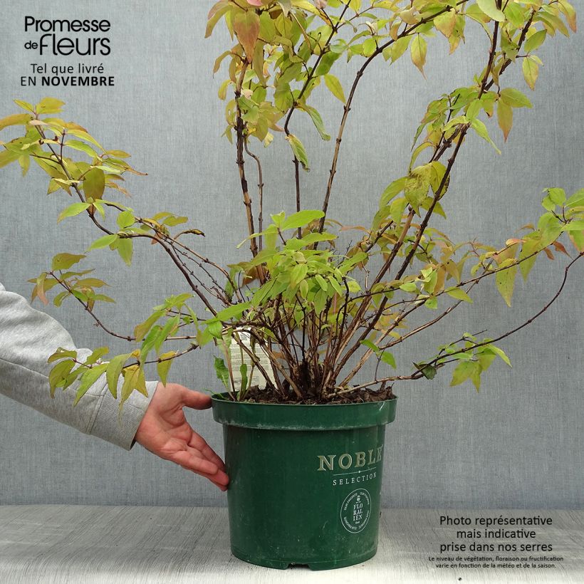 Exemplaar van Deutzia Raspberry Sundae - Bruidsbloem Pot van 7,5 l/10 l zoals geleverd in de herfst
