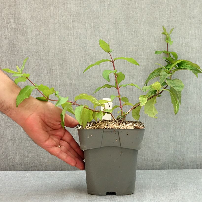 Exemplaar van Deutzia Raspberry Sundae - Bruidsbloem Pot van 2 l/3 l zoals geleverd in de zomer