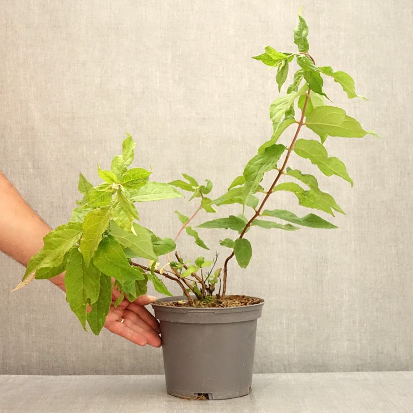 Exemplaar van Deutzia Raspberry Sundae - Bruidsbloem Pot van 3 l/4 l zoals geleverd in de zomer