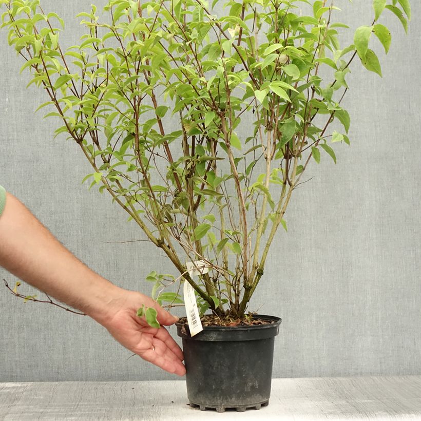 Exemplaar van Deutzia magnifica - Bruidsbloem Pot van 2 l/3 l zoals geleverd in de zomer