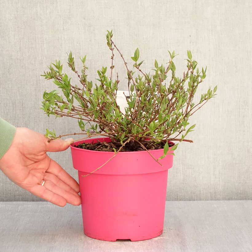 Exemplaar van Deutzia Million Stars Pink Carpet - Bruidsbloem Pot van 3 l/4 l zoals geleverd in de winter