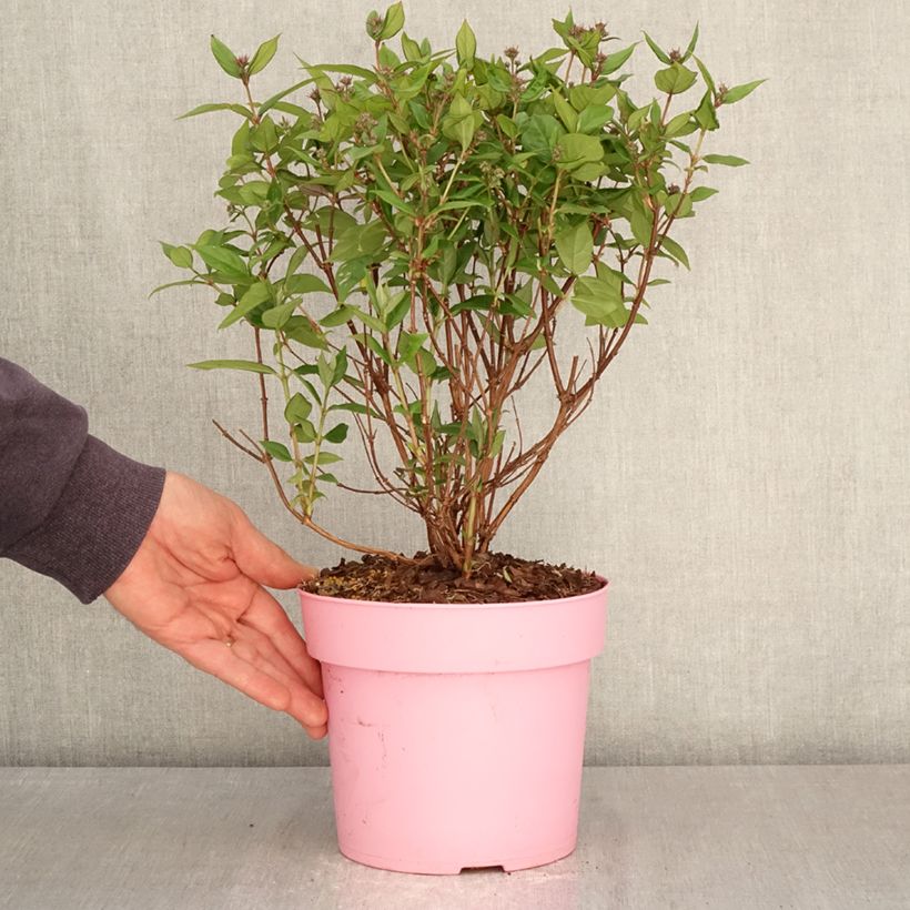 Exemplaar van Deutzia Pink Cloud - Bruidsbloem Pot van 3 l/4 l zoals geleverd in de lente