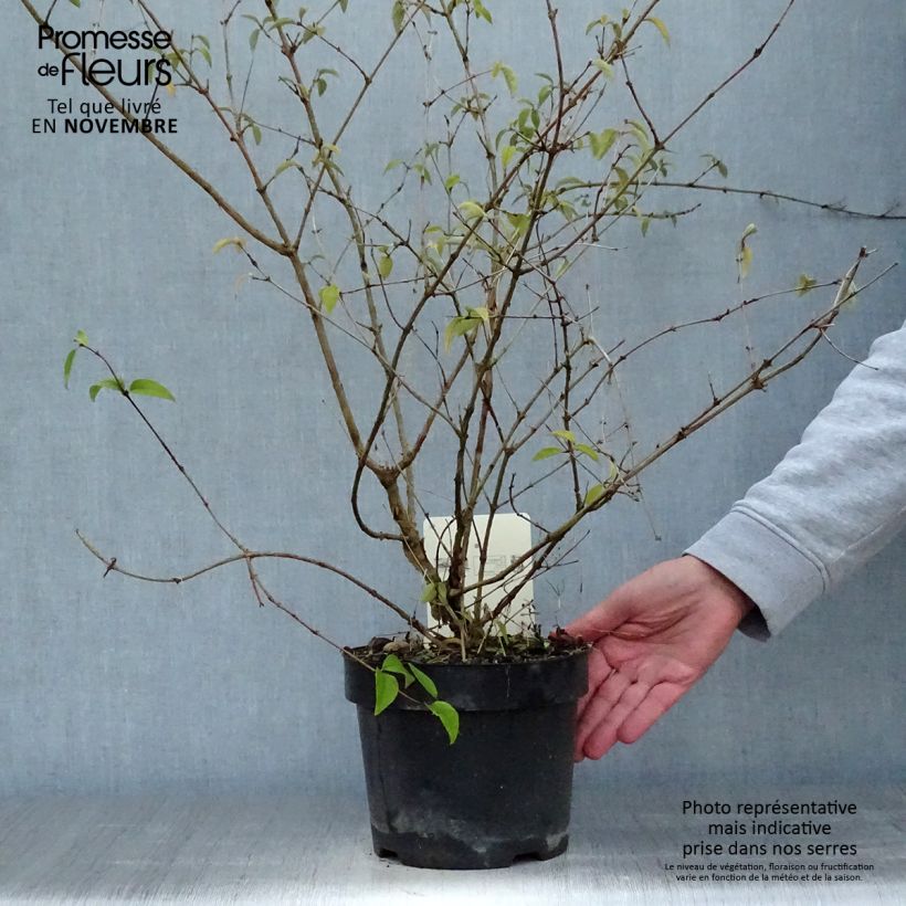 Exemplaar van Deutzia monbeigii - Bruidsbloem Pot van 2 l/3 l zoals geleverd in de herfst
