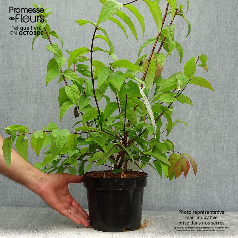 Exemplaar van Deutzia Perle Rose - Bruidsbloem roze Pot van 3 l/4 l zoals geleverd in de herfst
