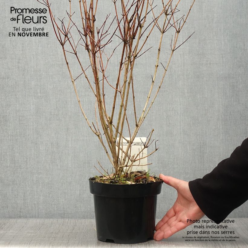 Exemplaar van Deutzia pulchra - Bruidsbloem Pot van 2 l/3 l zoals geleverd in de herfst