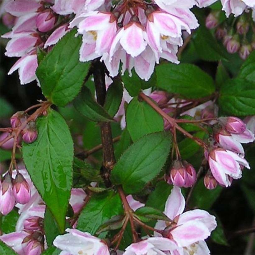 Deutzia purpurascens Kalmiiflora - Bruidsbloem (Blad)