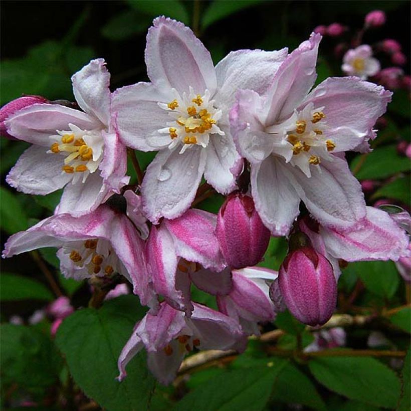 Deutzia purpurascens Kalmiiflora - Bruidsbloem (Bloei)