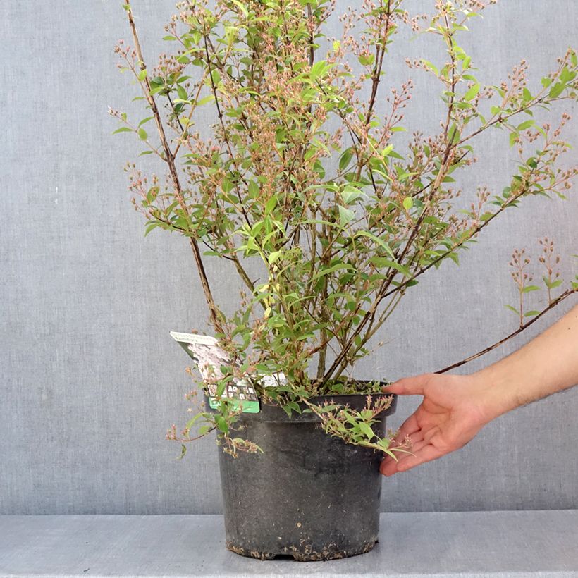 Exemplaar van Deutzia purpurascens Kalmiiflora - Bruidsbloem Pot van 7,5 l/10 l zoals geleverd in de lente