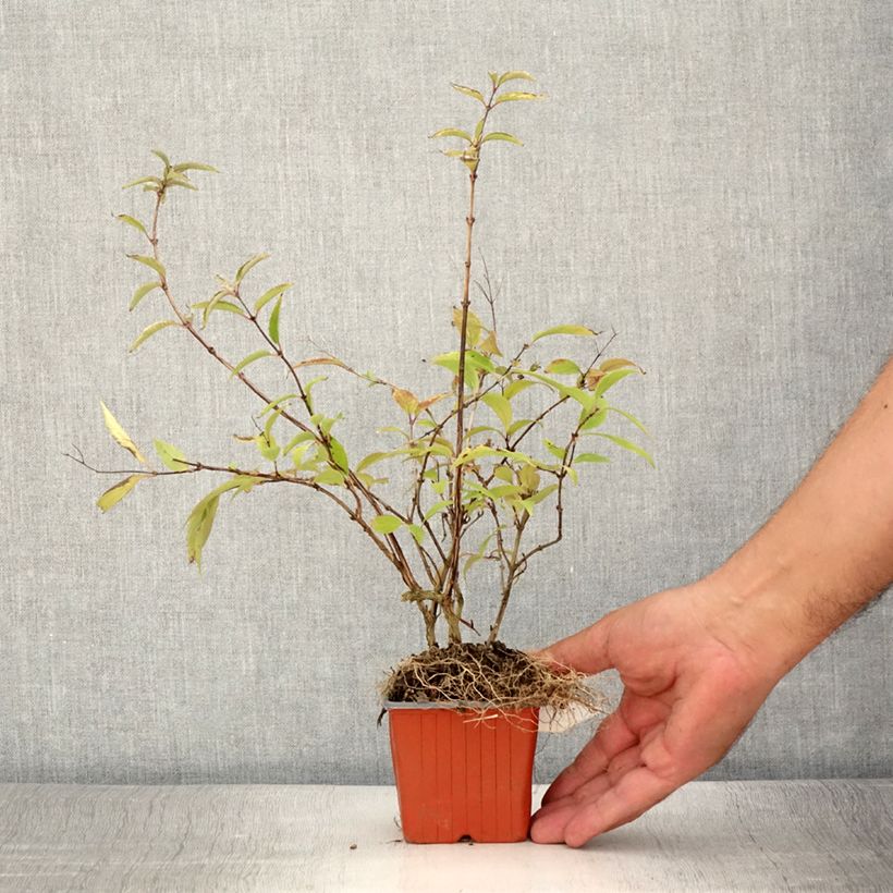 Exemplaar van Deutzia purpurascens Kalmiiflora - Bruidsbloem Kweekpotje van 8/9 cm zoals geleverd in de zomer