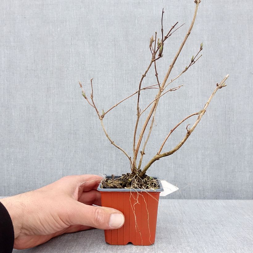 Exemplaar van Deutzia purpurascens Kalmiiflora - Bruidsbloem Kweekpotje van 8/9 cm zoals geleverd in de lente