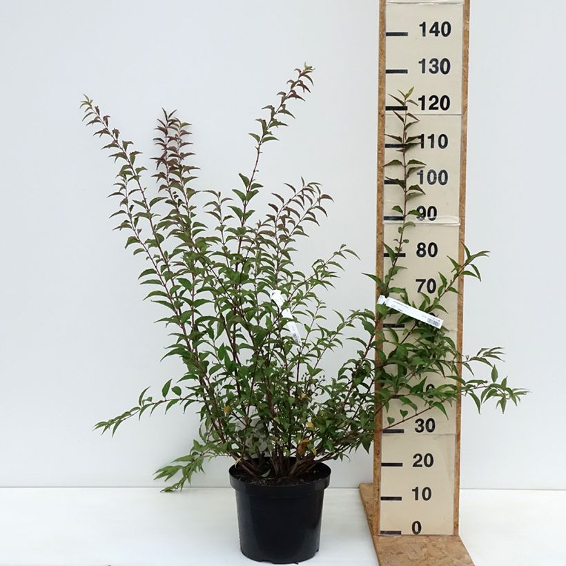 Exemplaar van Deutzia purpurascens Kalmiiflora - Bruidsbloem Pot van 7,5 l/10 l zoals geleverd in de herfst