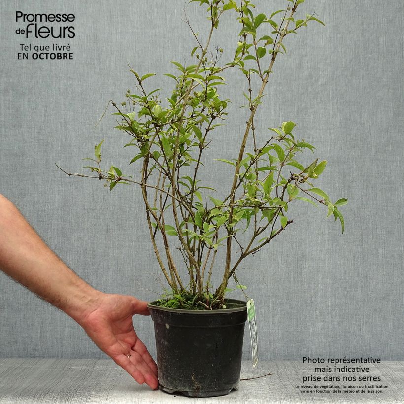 Exemplaar van Deutzia rosea Campanulata - Bruidsbloem Pot van 2 l/3 l zoals geleverd in de herfst
