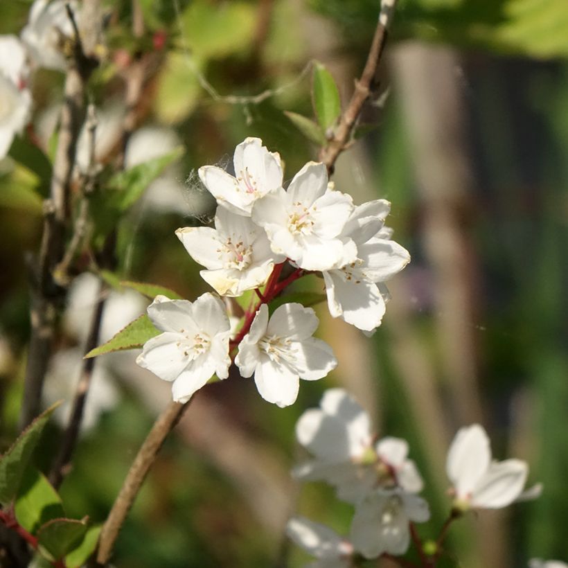 Deutzia rosea Campanulata - Bruidsbloem (Bloei)
