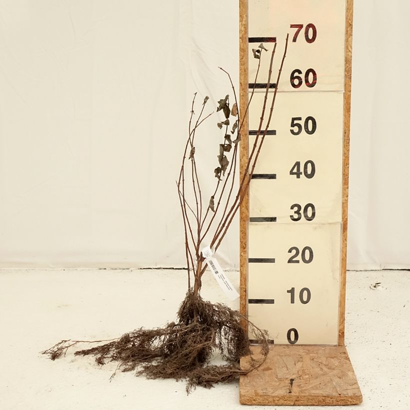 Exemplaar van Deutzia scabra - Bruidsbloem Naakte wortel zoals geleverd in de winter