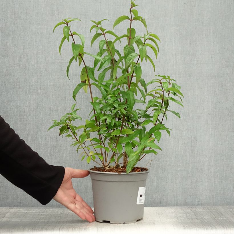 Exemplaar van Deutzia scabra Punctata - Deutzie Pot de 2L/3L zoals geleverd in de herfst