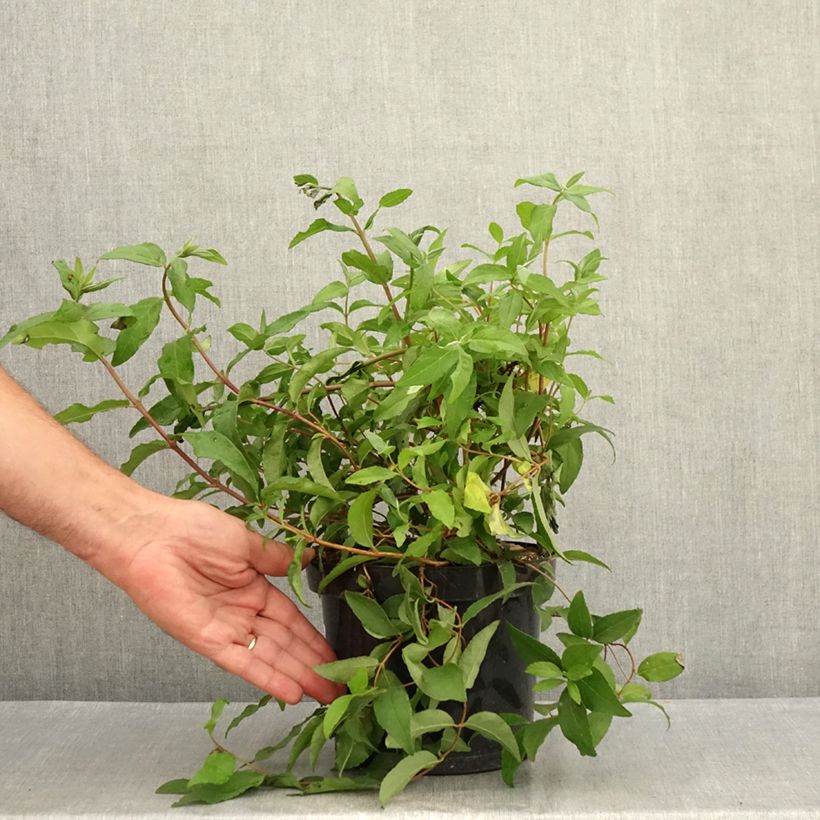 Exemplaar van Deutzia scabra Punctata - Bruidsbloem Pot van 2 l/3 l zoals geleverd in de zomer