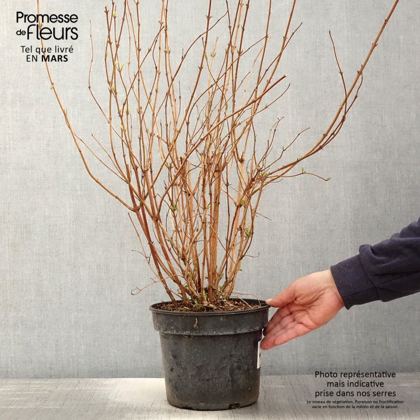 Exemplaar van Deutzia scabra Punctata - Bruidsbloem Pot van 2 l/3 l zoals geleverd in de lente
