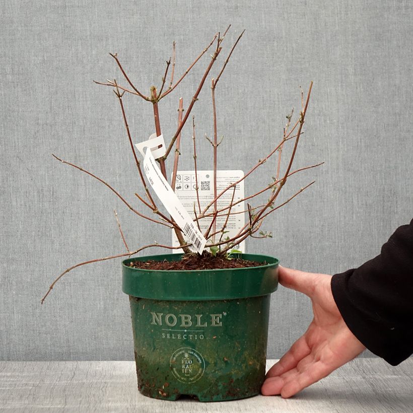 Example of Deutzia setchuenensis Corymbiflora - Bruidsbloem Pot van 2 l/3 l as you get in printemps