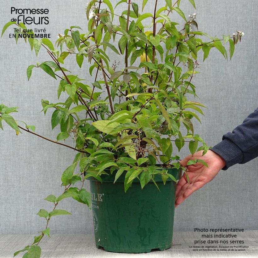 Exemplaar van Deutzia setchuenensis Corymbiflora - Bruidsbloem Pot van 7,5 l/10 l zoals geleverd in de herfst