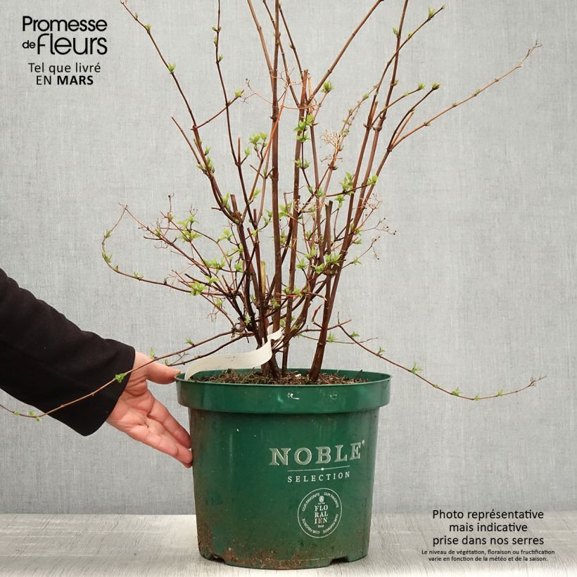 Example of Deutzia setchuenensis Corymbiflora - Bruidsbloem Pot van 7,5 l/10 l as you get in printemps