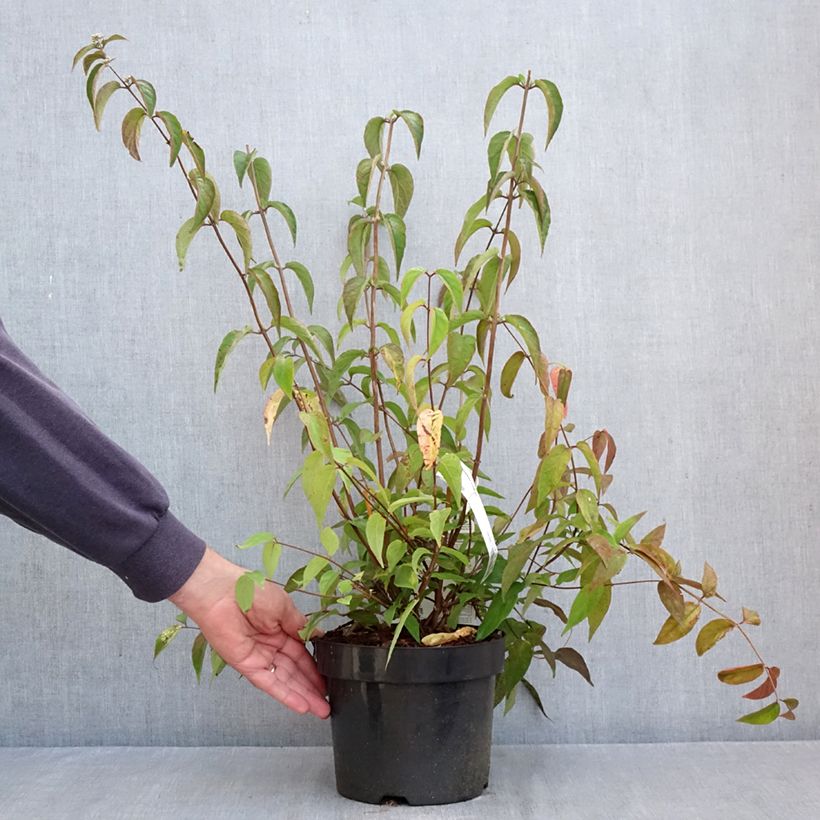 Exemplaar van Deutzia setchuenensis Corymbiflora - Bruidsbloem Pot van 2 l/3 l zoals geleverd in de herfst