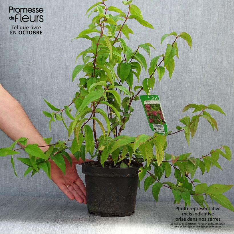 Exemplaar van Deutzia Tourbillon Rouge - Bruidsbloem Pot van 2 l/3 l zoals geleverd in de herfst