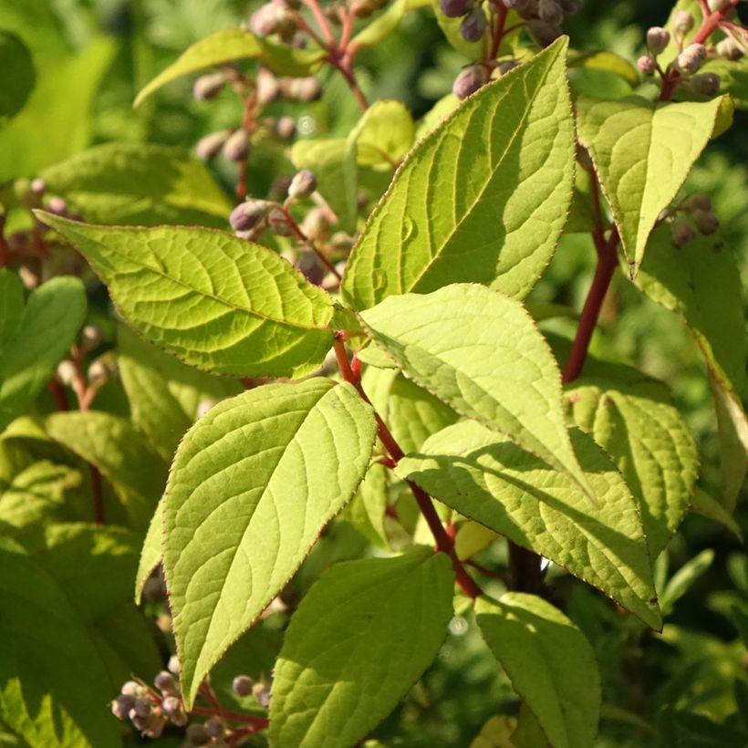 Deutzia Tourbillon Rouge - Bruidsbloem (Blad)