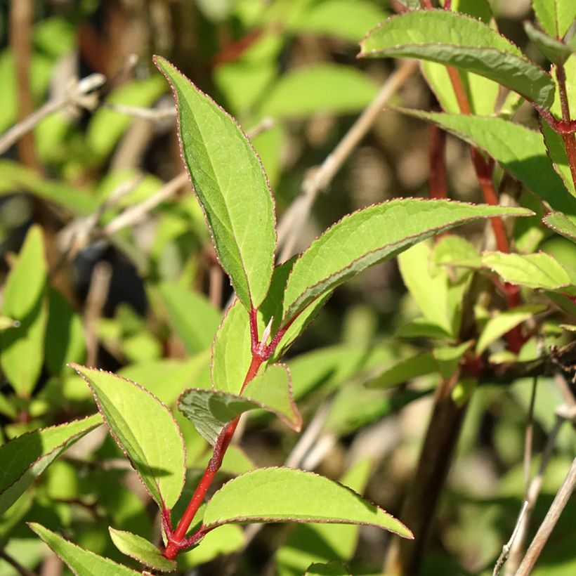 Deutzia lemoinei - Bruidsbloem (Blad)