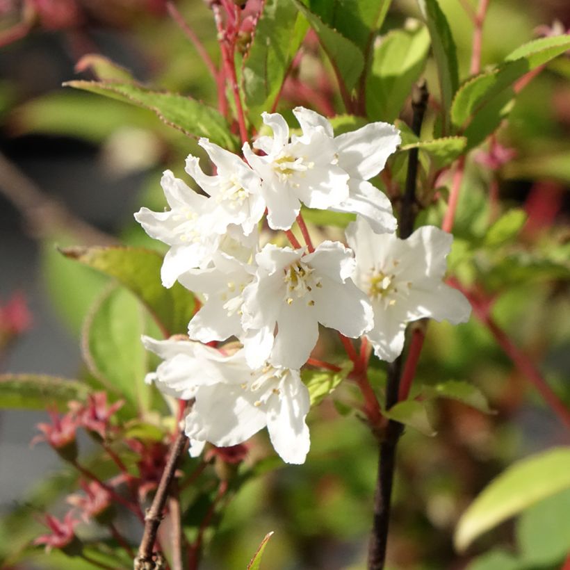 Deutzia lemoinei - Bruidsbloem (Bloei)