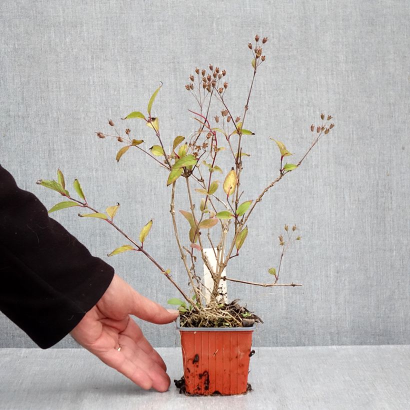 Exemplaar van Deutzia lemoinei - Bruidsbloem Kweekpotje van 8/9 cm zoals geleverd in de herfst