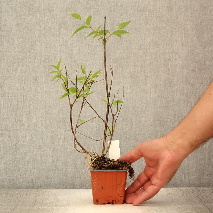 Exemplaar van Deutzia lemoinei - Bruidsbloem Kweekpotje van 8/9 cm zoals geleverd in de zomer