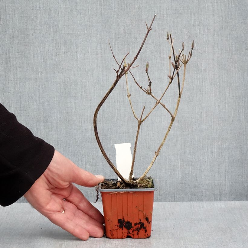 Exemplaar van Deutzia lemoinei - Bruidsbloem Kweekpotje van 8/9 cm zoals geleverd in de lente