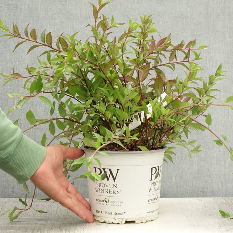 Exemplaar van Deutzia Yuki Cherry Blossom Pot van 2 l/3 l zoals geleverd in de zomer