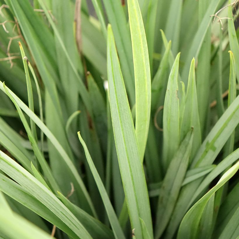 Dianella caerulea Cassa Blue - Lis de Tasmanie (Foliage)