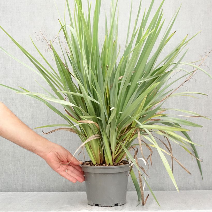Exemplaar van Dianella caerulea Cassa Blue - Lis de Tasmanie Pot van 2 l/3 l zoals geleverd in de zomer