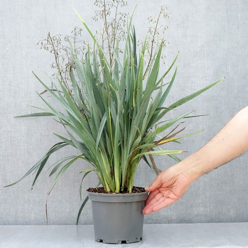 Example of Dianella caerulea Cassa Blue - Lis de Tasmanie Pot van 2 l/3 l as you get in printemps