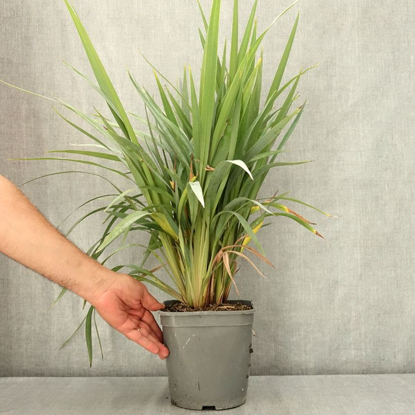 Exemplaar van Dianella revoluta Clarity Blue - Tasmaanse vlaslelie Pot van 4 l/5 l zoals geleverd in de zomer