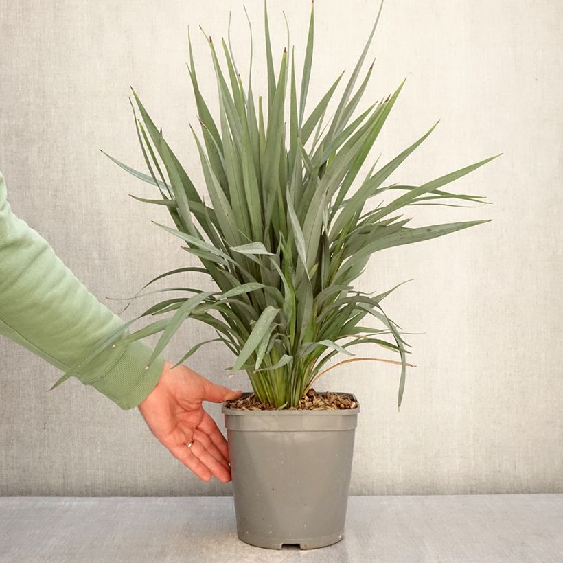 Exemplaar van Dianella revoluta Clarity Blue - Tasmaanse vlaslelie Pot van 4 l/5 l zoals geleverd in de winter