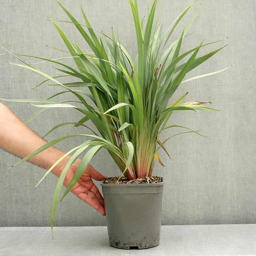 Exemplaar van Dianella revoluta Clarity Blue - Tasmaanse vlaslelie Pot van 4 l/5 l zoals geleverd in de lente