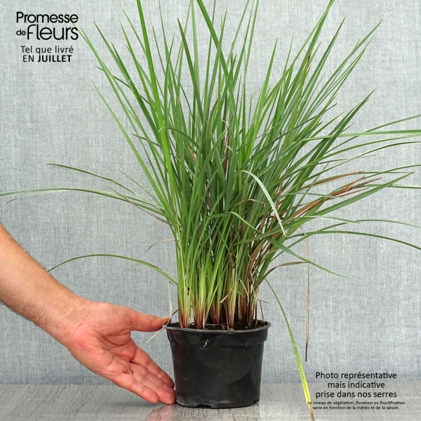 Exemplaar van Dianella revoluta Coolvista - Tasmaanse vlaslelie Kweekpotje van 8/9 cm zoals geleverd in de zomer