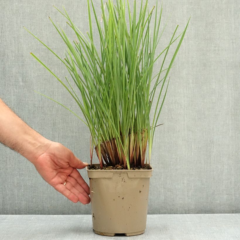 Exemplaar van Dianella revoluta Coolvista Pot de 3L/4L zoals geleverd in de zomer