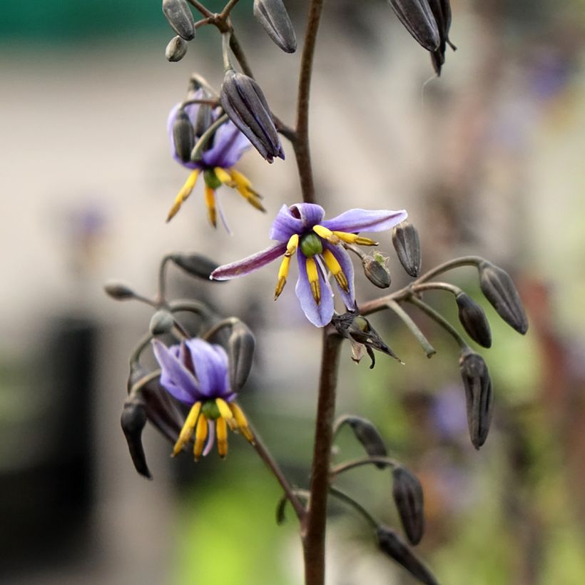 Dianella tasmanica Blaze - Tasmaanse vlaslelie (Bloei)