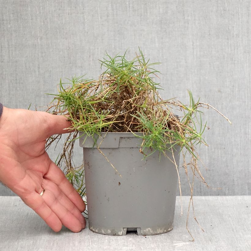 Exemplaar van Dianthus arenarius - Zandanjelier Pot van 2 l/3 l zoals geleverd in de herfst