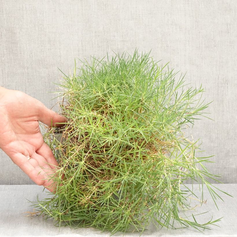 Exemplaar van Dianthus arenarius - Zandanjelier Pot van 2 l/3 l zoals geleverd in de zomer