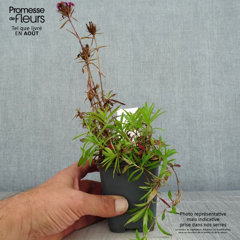 Exemplaar van Duizendschoon Oeschberg - Dianthus barbatus Kweekpotje van 8/9 cm zoals geleverd in de zomer