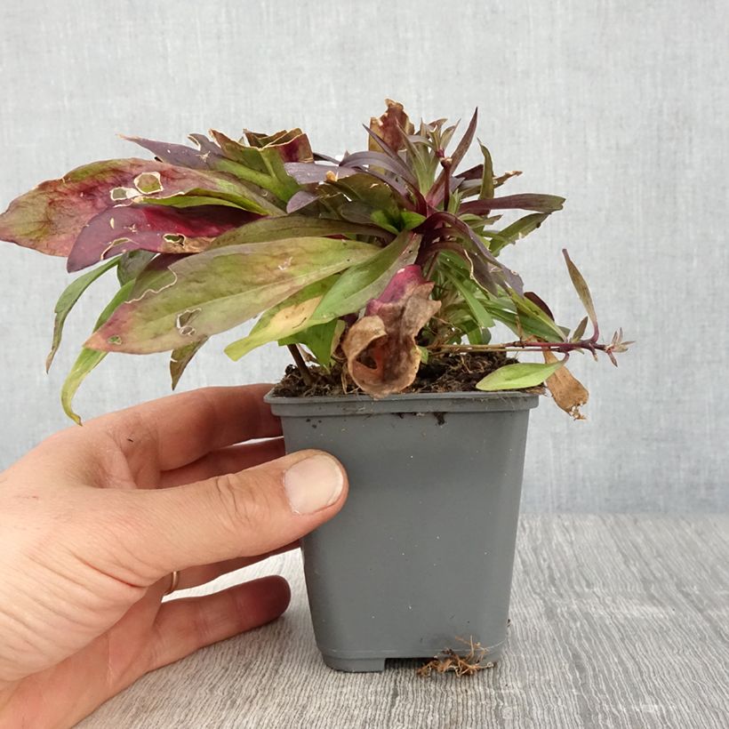 Exemplaar van Duizendschoon Oeschberg - Dianthus barbatus Kweekpotje van 8/9 cm zoals geleverd in de lente