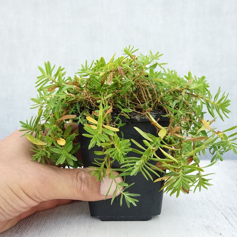 Exemplaar van Dianthus deltoides Albiflorus - Steenanjer Kweekpotje van 8/9 cm zoals geleverd in de zomer