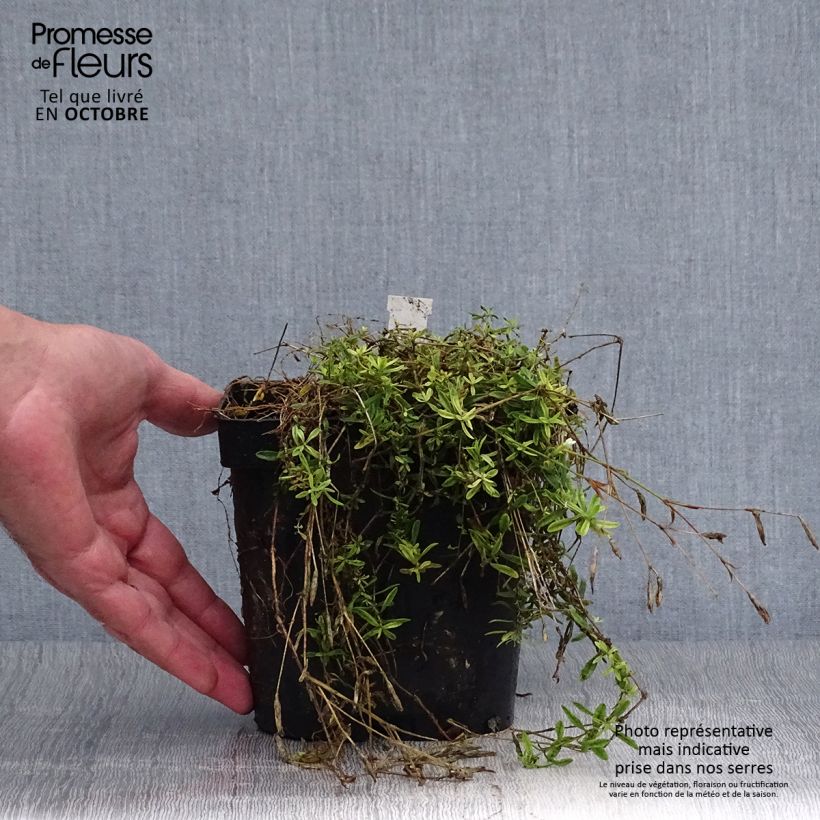 Exemplaar van Dianthus deltoides Albiflorus - Steenanjer Pot van 2 l/3 l zoals geleverd in de herfst
