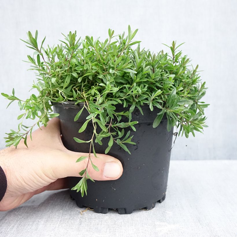 Exemplaar van Dianthus deltoides Flashing Light - Steenanjer Pot van 2 l/3 l zoals geleverd in de herfst